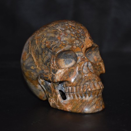 Large Agatized Fossil Coral Skull 