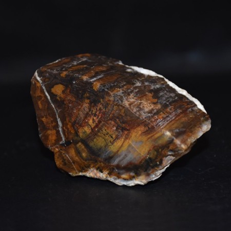 Petrified Redwood from the US