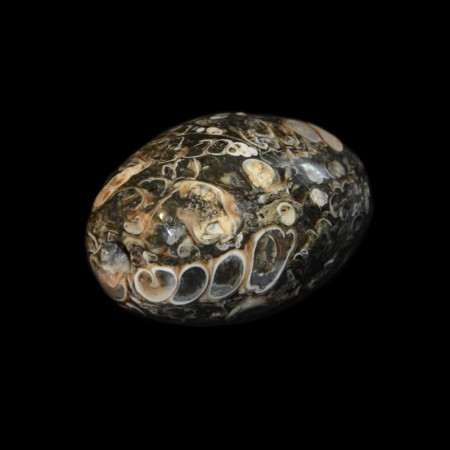 Top grade Turitella Fossil Agate Bead