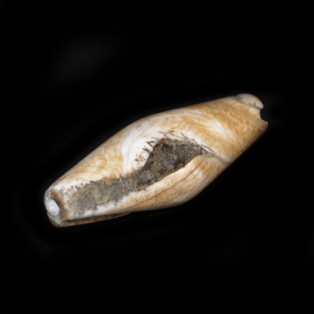 Huge Naga Tribe Conch Shell Bead
