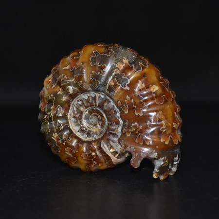 Fossil Ammonit aus Madagaskar