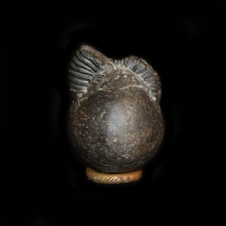 Salagram Ammonit aus Nepal 